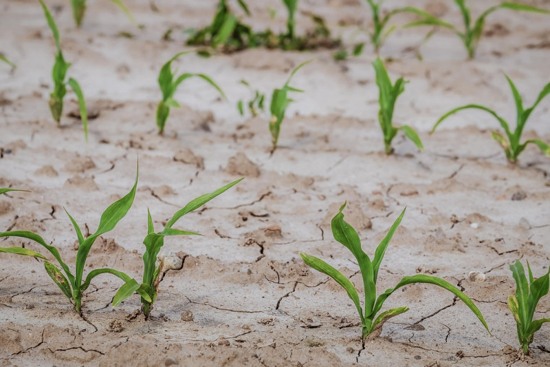 champ de blé, sec, sur le terrain, maïs, jeunes plantes, agriculture, cultures, aliments, plante de maïs, terre, la sécheresse, sol, les plantes, cultivation, nature, pxclimateaction, journée de la terre