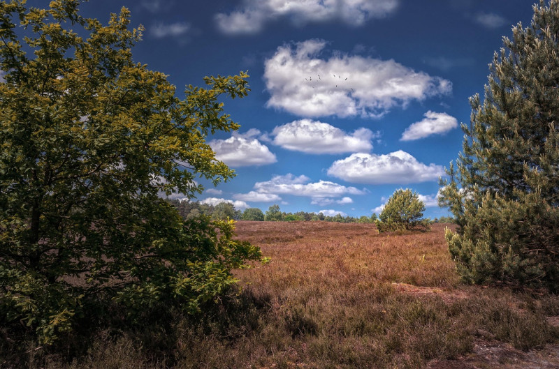 la nature, paysages, l'été, des nuages, nuages de beau temps, chaud