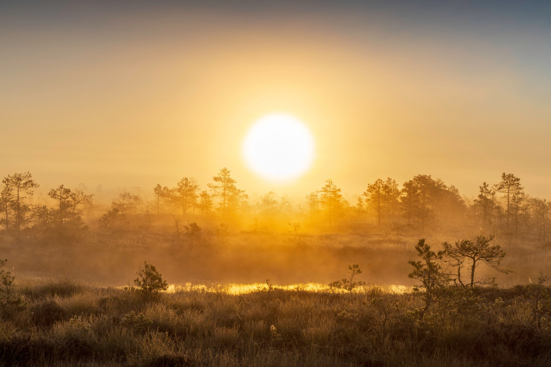 Photos gratuites de 4k, arbres, aube