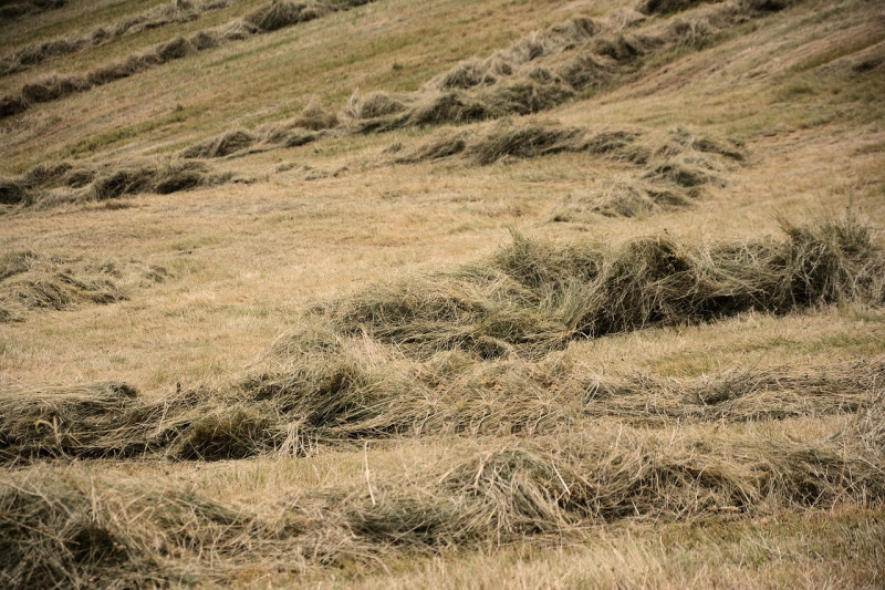 foins, gazon, prairie, récolter, agriculture, scène rurale, la campagne, nature