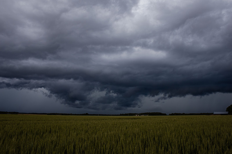 De sombres nuages ​​d'orage s'amoncellent au-dessus d'un vaste champ de blé, annonçant la pluie et le tonnerre imminents.