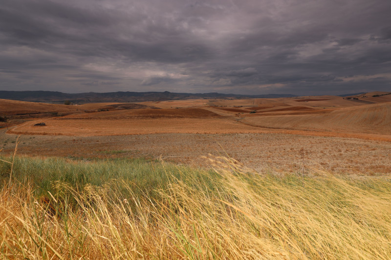 Photos gratuites de agriculture, approche de la tempête, blé