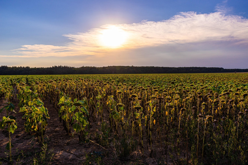 tournesols, domaine, sécheresse, vague de chaleur, chaleur, paysage, manque d'eau, photos