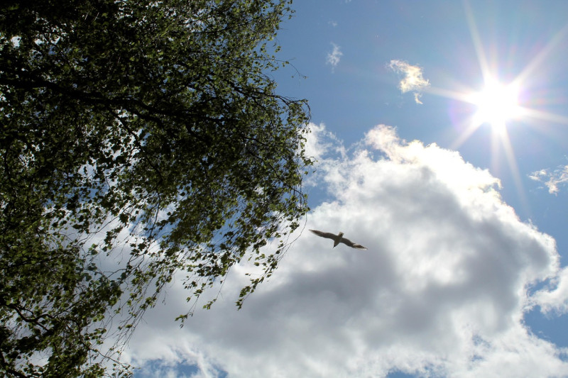 sun, shine, ciel, birch, leaves, tree, clouds, l'oiseau, nature, flies