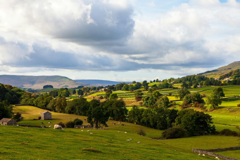 a lush green field with sheep grazing on it
