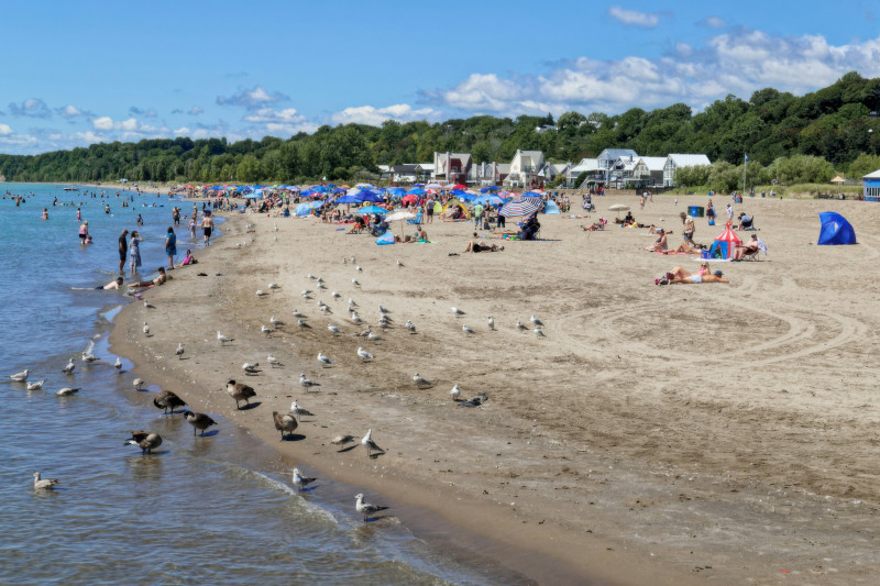 People relax on a crowded beach with seagulls.