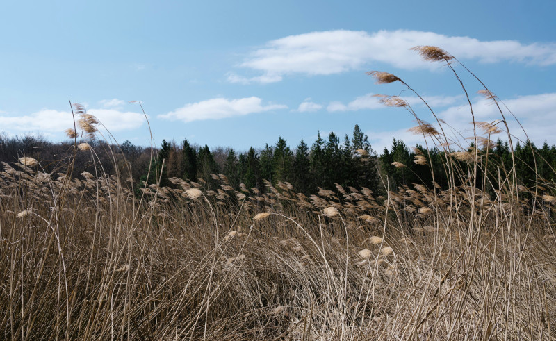 Field of dry reeds with a forest and blue sky.