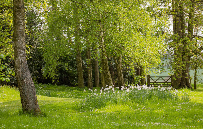 Photos gratuites de angleterre, arbres, arbres verts