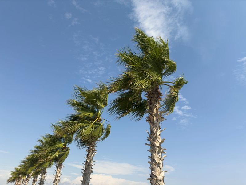 Palmiers luxuriants se balançant dans la brise sous un ciel bleu clair à Antalya, en Turquie.