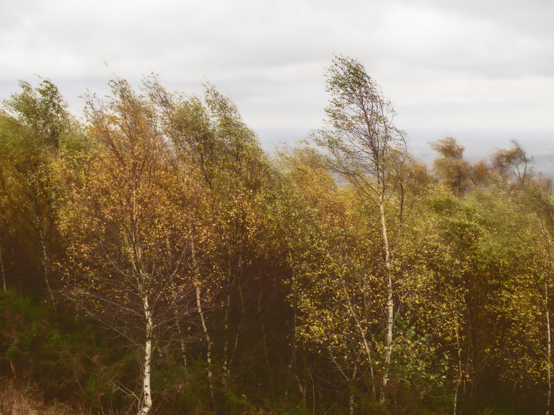Slender birch trees bend in the wind on the Malvern Hills, their yellow autumn leaves catching the grey light.