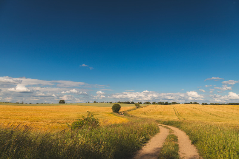Paysage rural tranquille avec des champs de blé doré et un chemin de terre sous un ciel bleu vif.