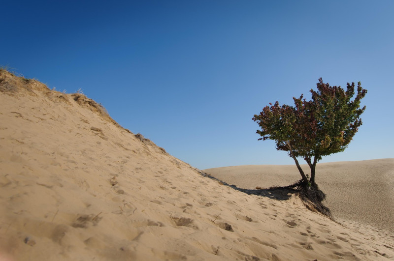 désert, sable, nature, voyager, en plein air, michigan, arbre, soleil, chaud, chauffer, ciel, aride, sec, paysage, l'été, terre en friche, beau temps, ensoleillé, désert bleu