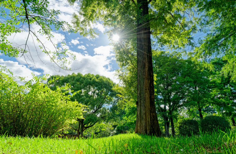 green grass field with trees under blue sky during daytime