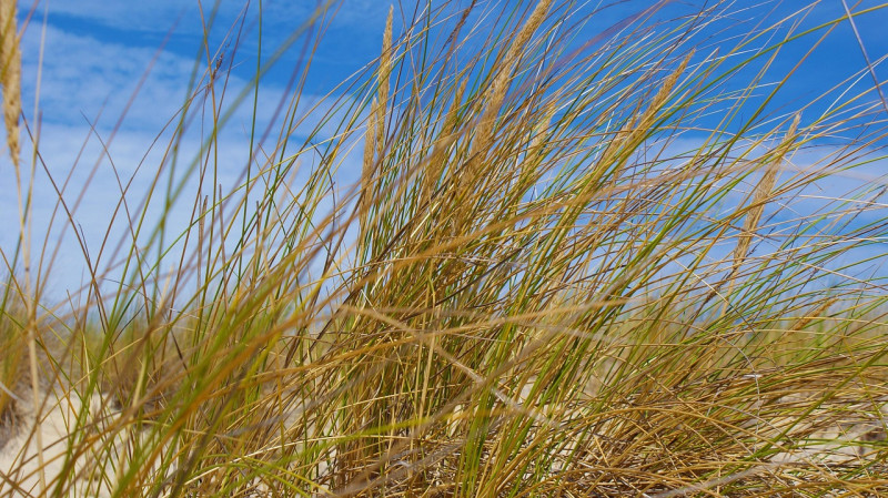 ciel, nature, herbe, sable, dunes, paysage, été, chaleur, vent, vacances, ensoleillé, paix, landes