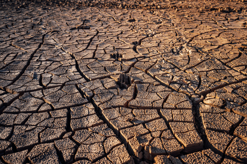 brown dried leaves on brown soil