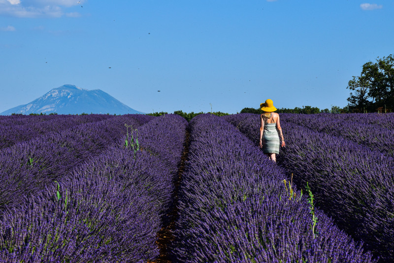 Une femme au chapeau se promenant dans les magnifiques champs de lavande de Provence avec en toile de fond les montagnes.