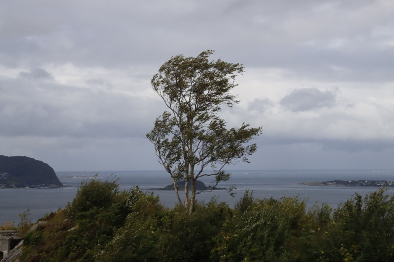 Un arbre solitaire se dresse sur fond de paysage côtier sous un ciel nuageux, illustrant la solitude de la nature.