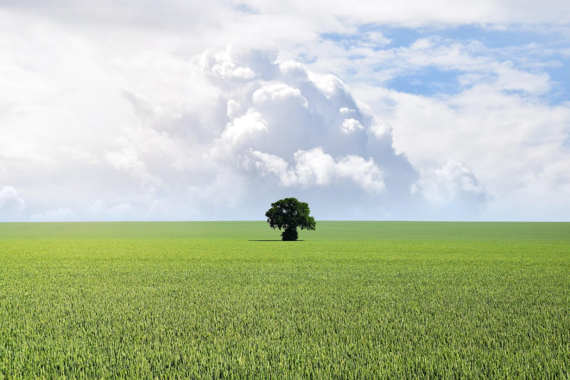 blue, cloud, copy space, countryside, environment, field, l'herbe, green, horizon, land, landscape, lone, ciel bleu, lonely, natural, nature, nature landscape, one, outdoors, room for text, rural, single, ciel, sunlight, sunny, tree
