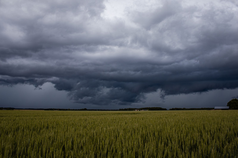 Une tempête puissante approche, projetant des nuages sombres sur un vaste champ de blé rural.