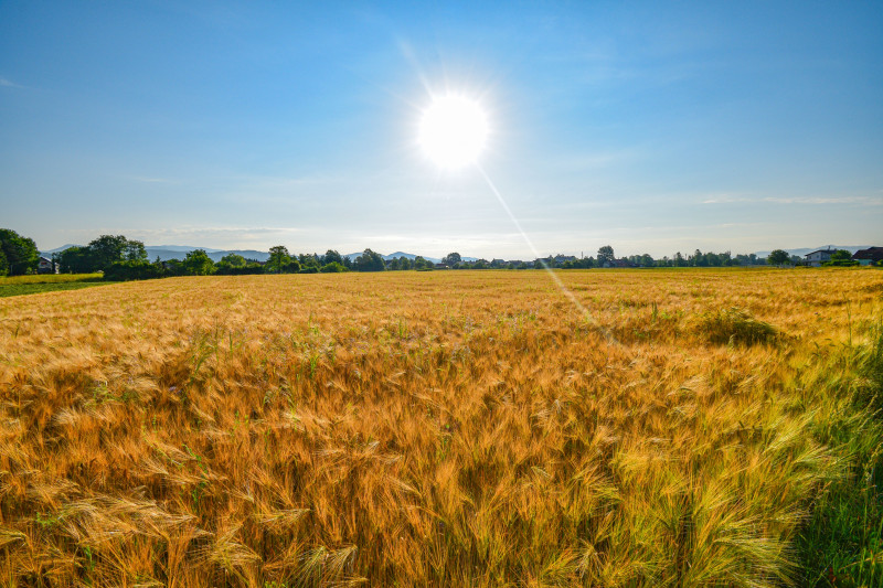 Champ de blé doré sous un soleil éclatant avec un ciel bleu clair, capturant l'essence de l'été rural.