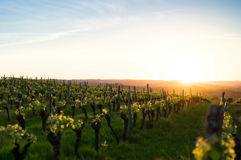 vignes-lever-soleil