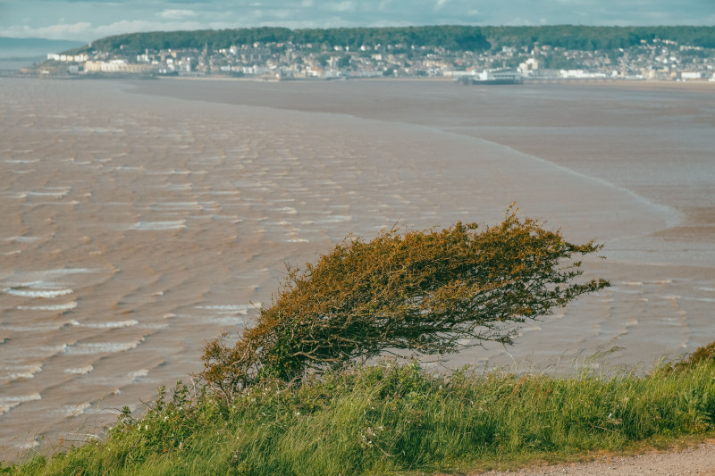 Vue panoramique d'un arbre balayé par le vent sur une falaise surplombant une ville côtière au loin.