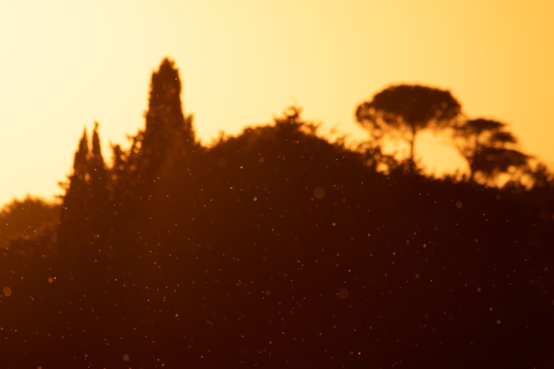 Des arbres en silhouette se dressent fièrement contre un coucher de soleil doré et chaud, créant une scène sereine et tranquille.