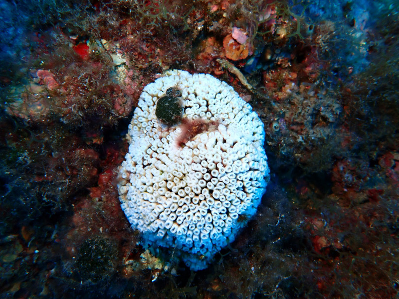 Mortality of Mediterranean coral Cladocora caespitosa