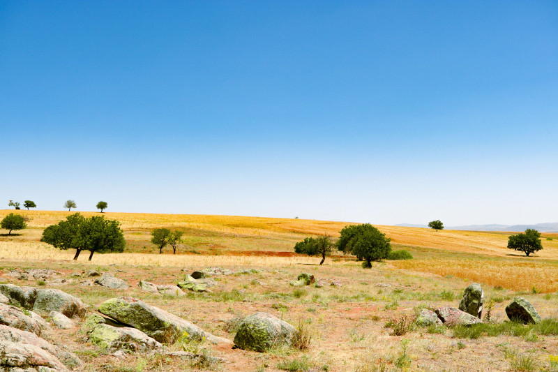 Vaste campagne ouverte avec des arbres dispersés sous un ciel bleu clair.