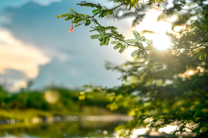 Scène naturelle paisible avec la lumière du soleil filtrant à travers les feuilles avec un effet bokeh doux.