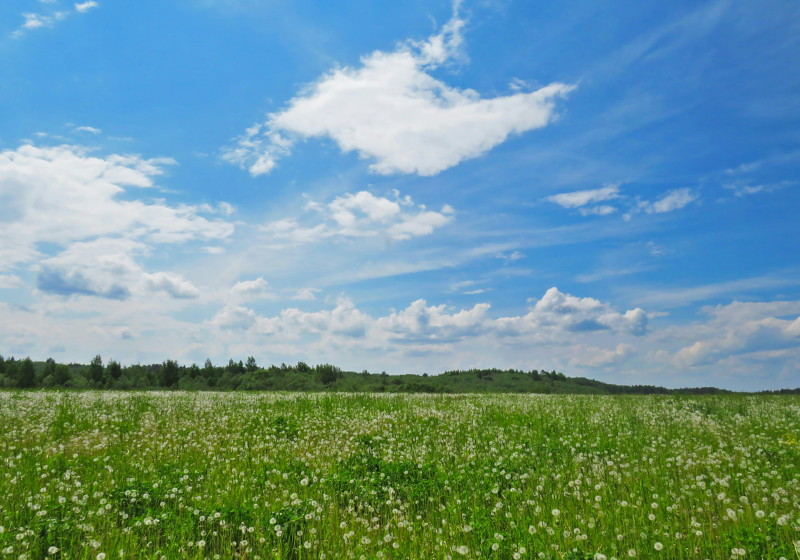Amazing summer landscape with dandelion and blue sky