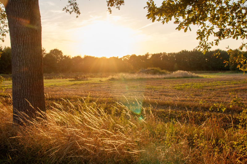 Coucher de soleil doré sur un champ de campagne tranquille avec des herbes hautes, des arbres et des rayons de soleil créant un paysage serein.