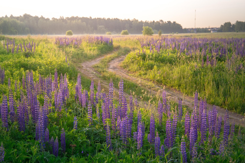 champ, flower background, road, lupin, plante, fleur, la nature, l'été, aube, bleu, mauve, purple, lumineux, domaine, route, belles fleurs, flower, countryside, nature, lever du soleil, fond d'écran fleur, summer, coloré