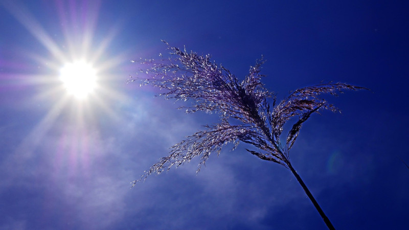 drought, sun, heat, heatwave, dry, sky, hot, arid, sunny, sécheresse, soleil, chaleur, canicule, sec, ciel, chaud, aride, ensoleillé, canicule, canicule, canicule, canicule, canicule