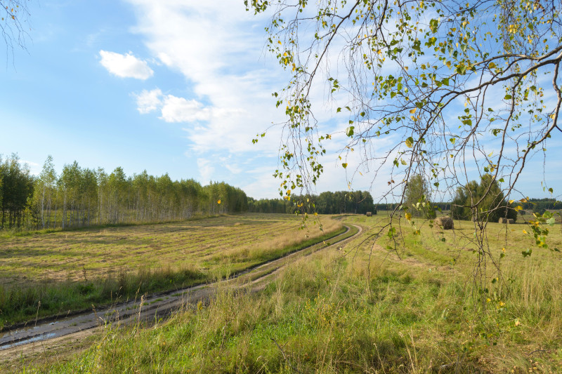 Paysage d'été tranquille avec des bouleaux, des champs ouverts et un chemin sinueux.