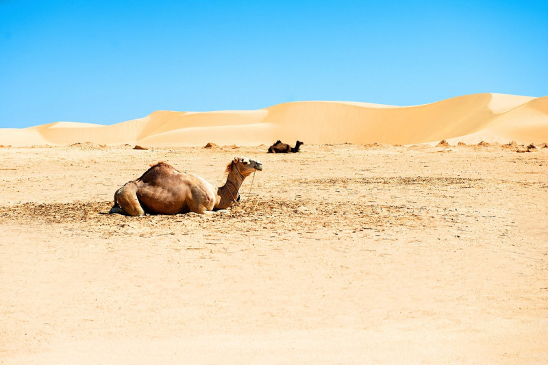 désert, sahara, tourisme, chameau, sable, sec, paysage, hot, les dunes, afrique, l'été, la nature, voyages
