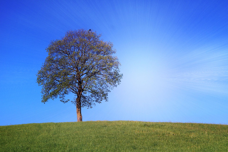 arbre, prairie, gazon, la nature, en plein air, flore, paysage, calmer, scène, arbre solitaire, fond hd, vague de chaleur