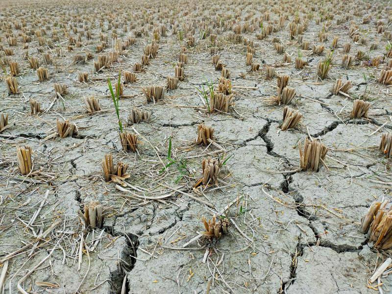 a large field of dead plants in the middle of the day