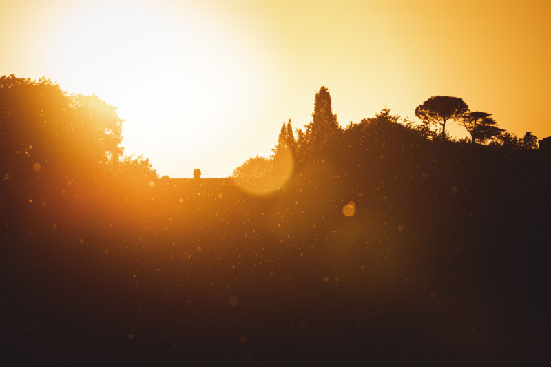 Une magnifique silhouette d'arbres contre un coucher de soleil doré vibrant avec des effets de flare d'objectif.