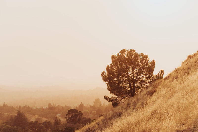 Une vue sereine d'un arbre solitaire sur une colline avec un paysage rural paisible pendant l'heure dorée.