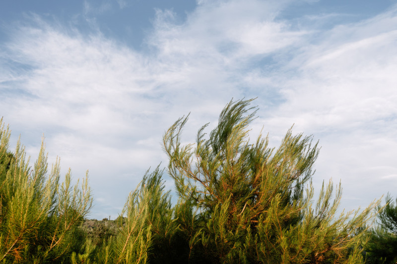 Capture d'arbres verts vibrants s'élevant vers un ciel bleu éclatant, incarnant l'essence de l'été.