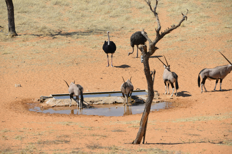 a group of animals standing around a watering hole