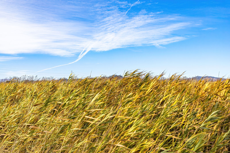 Herbe dorée se balançant doucement sous un ciel bleu vif, capturant l'essence de la tranquillité de la nature.