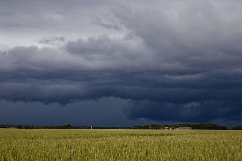 De sombres nuages ​​d'orage planent au-dessus d'un vaste champ de blé, créant un paysage céleste spectaculaire.