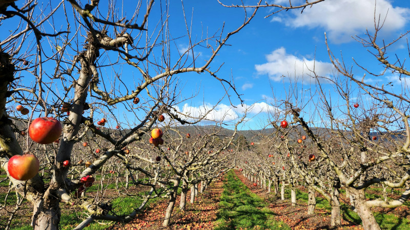 Apple orchard farm