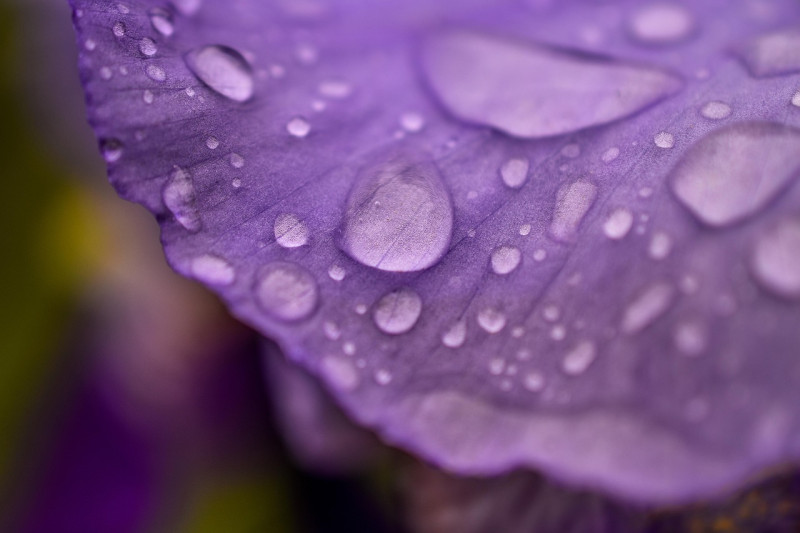 spring, flower background, fond d'écran fleur, belles fleurs, nature, rain, flower, rain drop