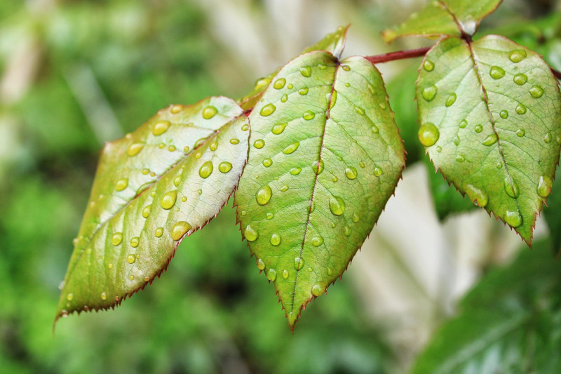 feuille, rose leaves, feuilles, vert, nature, wet, droplets, drop of water, green leaf, garden, water drop, pluie, moisture, green background, ecology, ecology, ecology, ecology, ecology, ecology