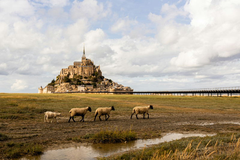 Sheep in a field with Mont-Saint-Michel rising on the horizon