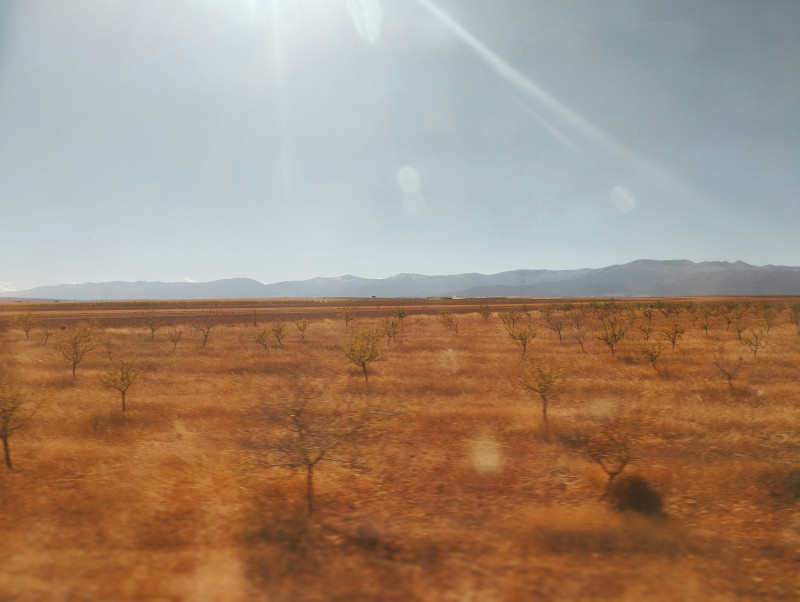 Sunny arid landscape with scattered trees and distant mountains