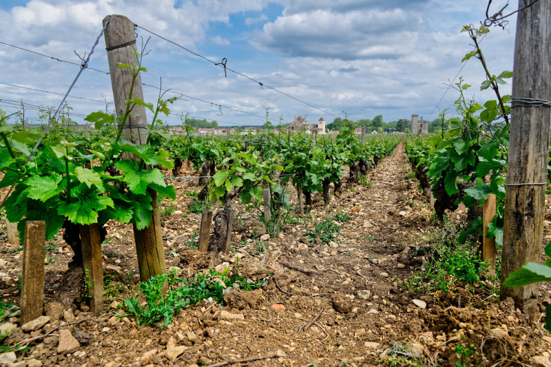 Vue pittoresque d'un vignoble vibrant à Vougeot, Bourgogne, capturant des rangées de vignes sous un ciel nuageux.